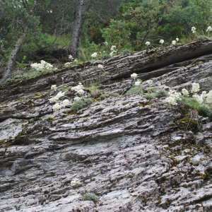 Photographie n°251832 du taxon Saxifraga callosa Sm. [1791]