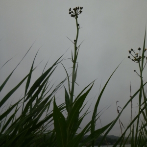 Photographie n°251837 du taxon Sonchus palustris L. [1753]