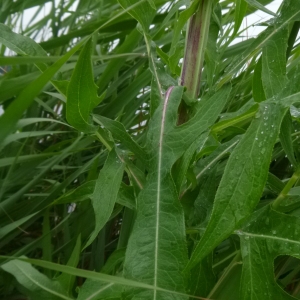 Photographie n°251838 du taxon Sonchus palustris L. [1753]