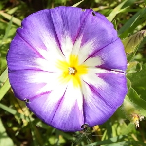 Convolvulus tricolor L. (Belle-de-jour)