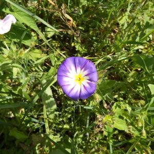 Photographie n°251857 du taxon Convolvulus tricolor L. [1753]