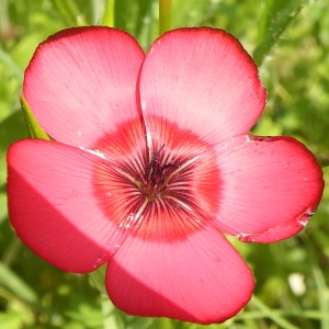 Linum grandiflorum Desf. (Lin à grandes fleurs)