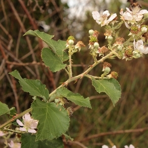 Photographie n°251901 du taxon Rubus devitatus Matzk. [2006]