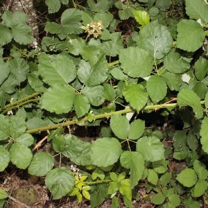 Photographie n°251903 du taxon Rubus devitatus Matzk. [2006]