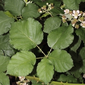 Rubus devitatus Matzk.