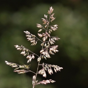 Photographie n°251929 du taxon Poa pratensis L. [1753]