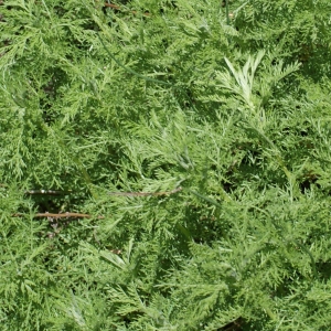 Photographie n°251939 du taxon Artemisia camphorata Vill. [1779]