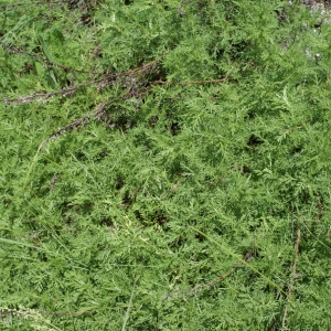 Photographie n°251940 du taxon Artemisia camphorata Vill. [1779]