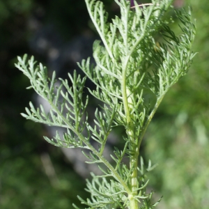 Photographie n°251941 du taxon Artemisia camphorata Vill. [1779]