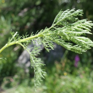 Artemisia alba subsp. suavis (Jord.) P.Fourn. (Armoise blanche)