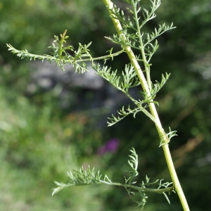 Photographie n°251943 du taxon Artemisia camphorata Vill. [1779]