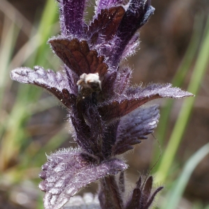 Photographie n°251948 du taxon Bartsia alpina L.