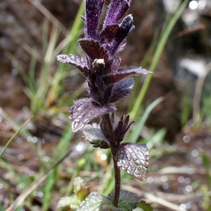 Photographie n°251949 du taxon Bartsia alpina L.