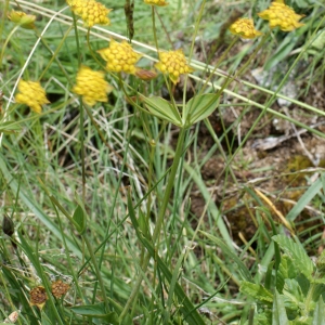 Photographie n°251957 du taxon Bupleurum ranunculoides L. [1753]