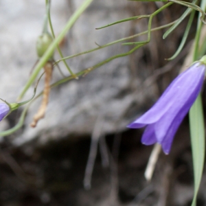 Photographie n°251960 du taxon Campanula stenocodon Boiss. & Reut. [1856]