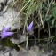  Liliane Roubaudi - Campanula stenocodon Boiss. & Reut. [1856]