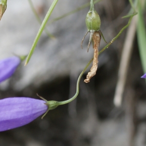 Photographie n°251962 du taxon Campanula stenocodon Boiss. & Reut. [1856]