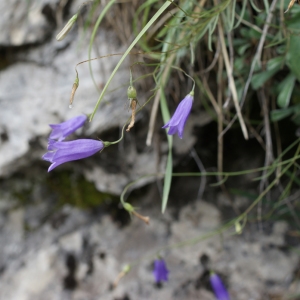 Photographie n°251963 du taxon Campanula stenocodon Boiss. & Reut. [1856]