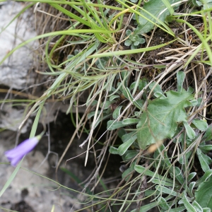 Photographie n°251964 du taxon Campanula stenocodon Boiss. & Reut. [1856]