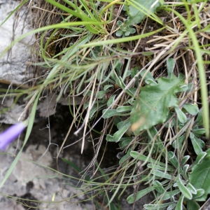 Photographie n°251965 du taxon Campanula stenocodon Boiss. & Reut. [1856]