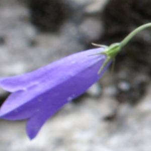 Photographie n°251968 du taxon Campanula stenocodon Boiss. & Reut. [1856]