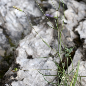 Photographie n°251970 du taxon Campanula stenocodon Boiss. & Reut. [1856]