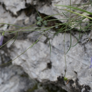 Photographie n°251972 du taxon Campanula stenocodon Boiss. & Reut. [1856]