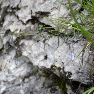 Photographie n°251974 du taxon Campanula stenocodon Boiss. & Reut. [1856]