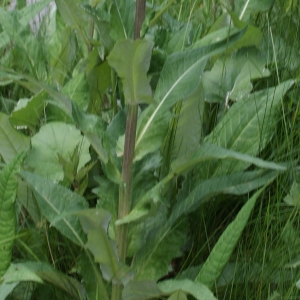 Photographie n°251976 du taxon Cirsium heterophyllum (L.) Hill [1768]