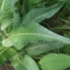  Liliane Roubaudi - Cirsium heterophyllum (L.) Hill [1768]