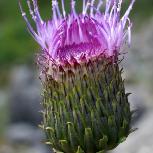 Photographie n°251980 du taxon Cirsium heterophyllum (L.) Hill [1768]