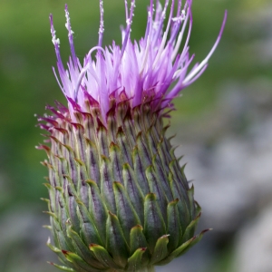 Photographie n°251981 du taxon Cirsium heterophyllum (L.) Hill [1768]