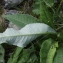  Liliane Roubaudi - Cirsium heterophyllum (L.) Hill [1768]