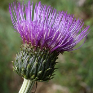 Photographie n°251985 du taxon Cirsium heterophyllum (L.) Hill [1768]