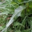  Liliane Roubaudi - Cirsium heterophyllum (L.) Hill [1768]