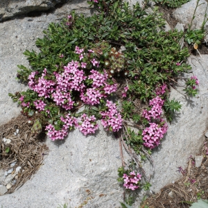 Photographie n°251989 du taxon Daphne mezereum L. [1753]