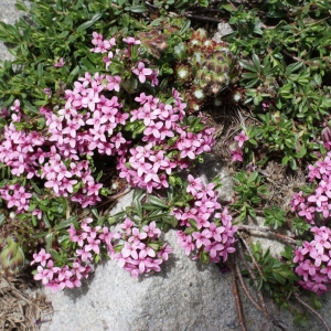 Photographie n°251990 du taxon Daphne mezereum L. [1753]