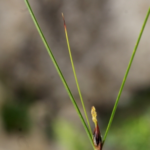 Photographie n°252000 du taxon Juncus trifidus L. [1753]