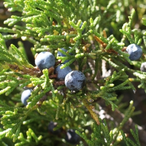 Juniperus sabina L. (Genévrier sabine)