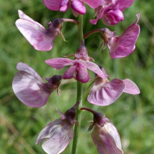 Photographie n°252034 du taxon Lathyrus sylvestris L. [1753]