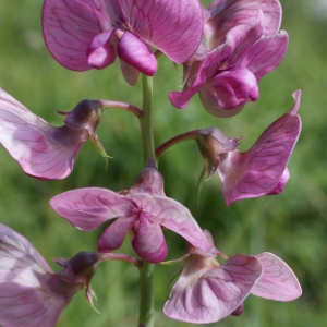 Photographie n°252036 du taxon Lathyrus sylvestris L. [1753]