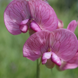 Photographie n°252037 du taxon Lathyrus sylvestris L. [1753]