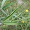  Liliane Roubaudi - Lathyrus sylvestris L. [1753]