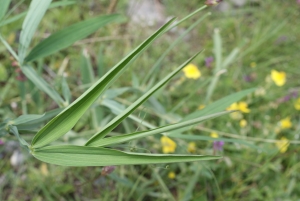 Liliane Roubaudi, le  9 juillet 2014 (Barcelonnette)