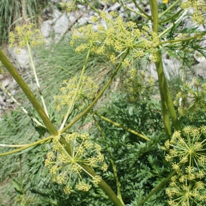 Photographie n°252051 du taxon Molopospermum peloponnesiacum (L.) W.D.J.Koch [1824]