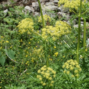 Photographie n°252058 du taxon Molopospermum peloponnesiacum (L.) W.D.J.Koch [1824]