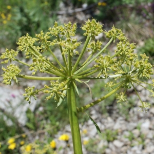 Photographie n°252066 du taxon Molopospermum peloponnesiacum (L.) W.D.J.Koch [1824]