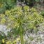  Liliane Roubaudi - Molopospermum peloponnesiacum (L.) W.D.J.Koch [1824]