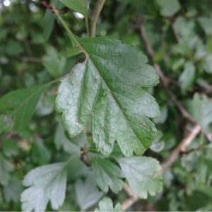 Photographie n°252092 du taxon Crataegus monogyna Jacq. [1775]