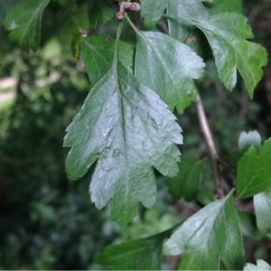 Photographie n°252093 du taxon Crataegus monogyna Jacq. [1775]